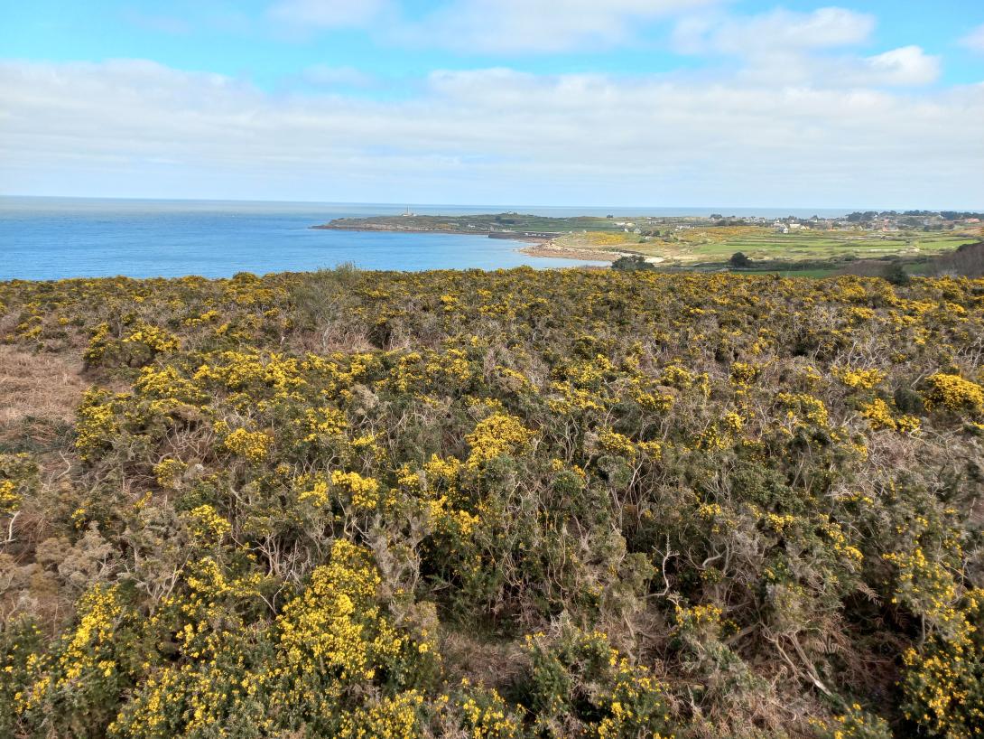 Cap Lévi vu des landes de Brulay